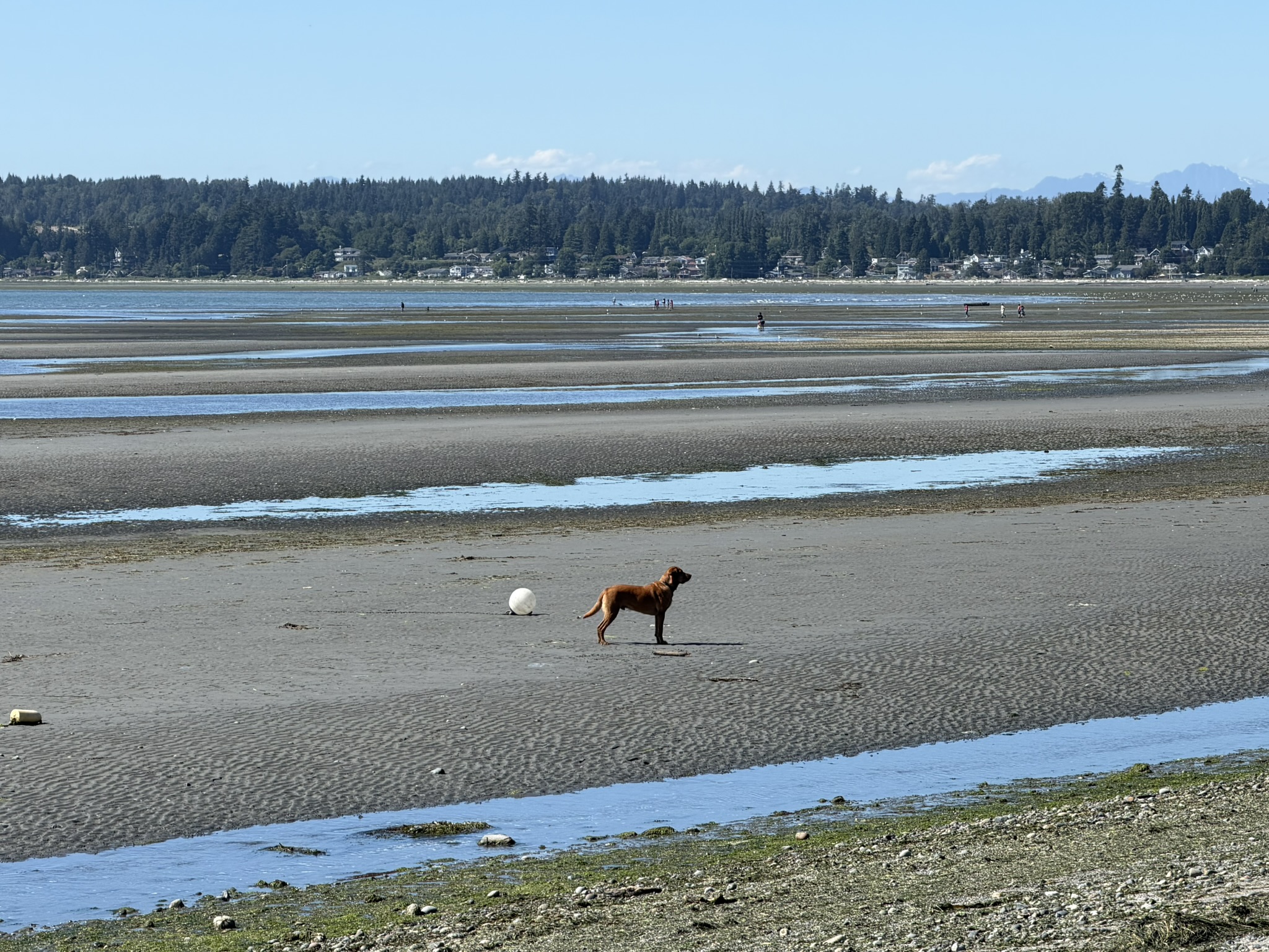 Birch Bay Carts